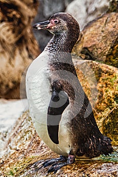 Closeup young Humboldt penguin