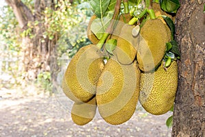 Closeup young jackfruits on tree