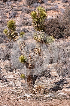 Closeup of young Joshua Tree, Red Rock Canyon, Nevada, USA