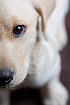 Closeup of Young Labrador Puppy