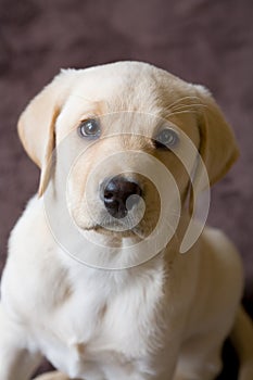 Closeup of Young Labrador Puppy