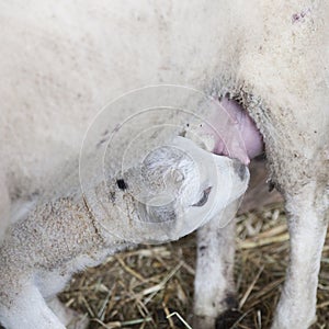 Closeup of young lamb drinking milk from udder of ewe