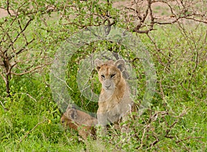 Closeup of a young Lion