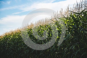 Closeup of a young maize plant in summer. Corn field