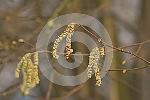 closeup of young male catkins of common hazel