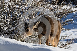 Closeup of male Kaibab deer mule deer with antlers feeding in winter. Plants and snow in background.