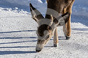 Closeup of male Kaibab deer mule deer with antlers feeding in winter. Snow in background.