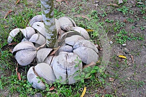 Closeup of young mango tree with coconut husk as mulch. Agriculture and farming concept.