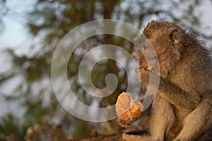 Closeup of a young monkey eating on a rock