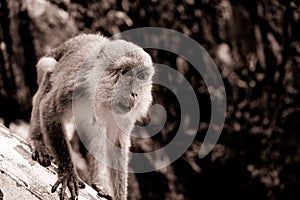 Closeup of young monkey otside sacred batu caves temple stairs during cloudy day