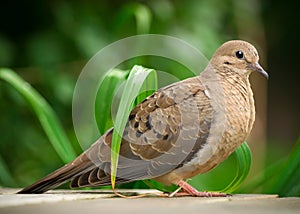 Closeup of Young Mourning Dove in Profile
