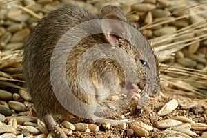 Closeup young mouse gnaws the grain of rye inside warehouse.