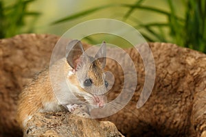 Closeup young mouse sits on snag on background of grass