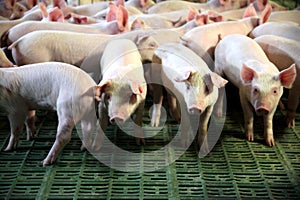 Closeup of young newborn piglets on farm