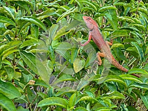 Closeup young Oriental garden or Changeable lizard