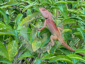 Closeup young Oriental garden or Changeable lizard