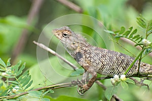 Closeup young Oriental garden or Eastern garden or Changeable lizard, Chameleon with natural green leaves in the background