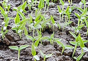 Closeup of young pepper seedlings in fertile soil