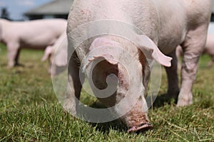 Closeup of young piglet on green background at pig farm