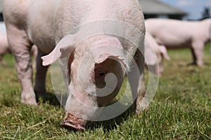 Closeup of young piglet on green background at pig farm