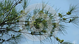 Closeup of young pinecones on a pine tree