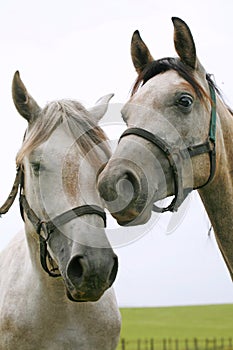 Closeup of a young purebred horses on the meadow