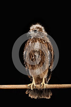 Closeup young red-backed Sea-eagle