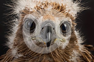 Closeup young red-backed Sea-eagle