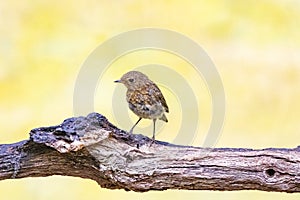 Closeup of a young Robin, Erithacus rubecula, without red orange breast feathers on dead horizontal tree branch photo