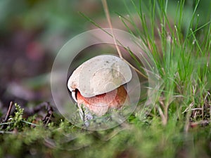 Closeup of a young Satan's bolete mushroom (Rubroboletus satanas)