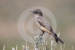 Closeup of a young Say`s Phoebe in spring