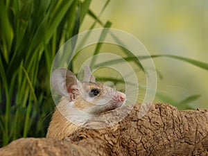 Closeup young scared mouse looks out from-for snag