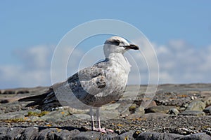 Closeup of young seagull. Portrait of a sea gull sitting on a pier in Ireland