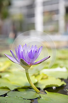 Closeup of young single purple water lily in pond