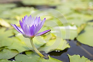 Closeup of young single purple water lily in pond