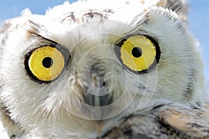 Closeup of a young snow-owl