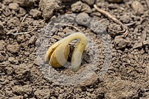 Closeup of young soybean plant with cotyledon emerging from soil in farm field.