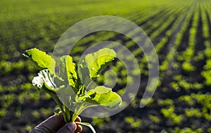 Closeup of young sugar beet plants in converging long lines growing in the recently cultivated soil.