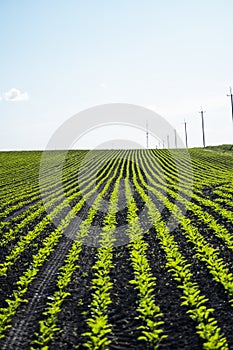 Closeup of young sugar beet plants in converging long lines growing in the recently cultivated soil. Agricultural field