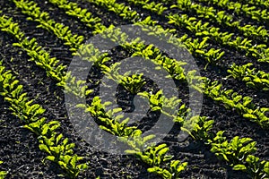 Closeup of young sugar beet plants in converging long lines growing in the recently cultivated soil on a farm