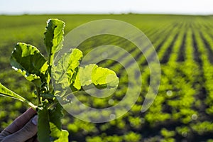 Closeup of young sugar beet plants in converging long lines growing in the recently cultivated soil on a farm