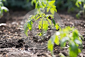 Closeup of young tomato seedling