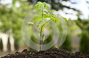 Closeup of young tomato seedling