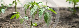 Closeup of young tomato seedling