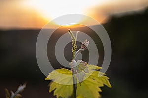 Closeup young vine sprout in the sunset