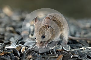 Closeup young vole mouse sniffs sunflower seeds in warehouse.