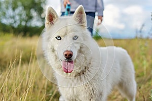 Closeup young white female husky dog with tongue blue eyes on walk