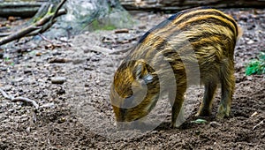 Closeup of a young wild boar piglet grubbing in the earth, common pig specie from the forest of Eurasia