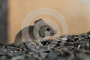 Closeup young wild mouse slinks on pile of sunflower seeds in warehouse.