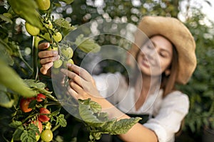 Closeup Young Woman Inspecting Tomato Plantings photo